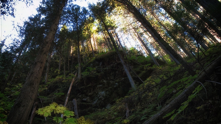 Looking up at the trees in the ancient forest