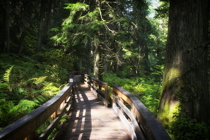 Photo of the Ancient Forest