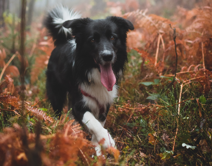 A happy Colli running through the brush